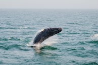 humpback whale above body of water