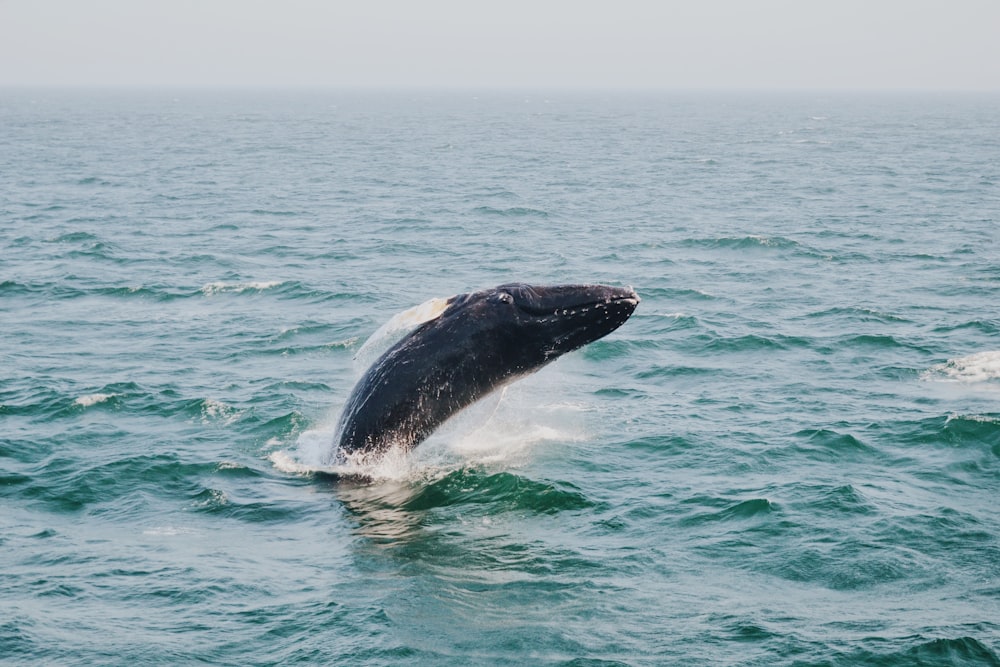 Ballena jorobada sobre el cuerpo de agua