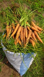 A large pile of freshly harvested carrots with green tops is placed in a white and blue sack. The carrots are varied in size, and the vibrant green stalks add contrast to the earthy tones of the carrots. The scene is set outdoors, on a patch of soil with some vegetation around.