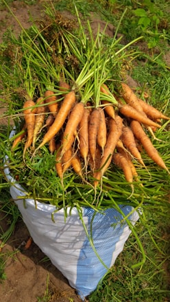 A large pile of freshly harvested carrots with green tops is placed in a white and blue sack. The carrots are varied in size, and the vibrant green stalks add contrast to the earthy tones of the carrots. The scene is set outdoors, on a patch of soil with some vegetation around.