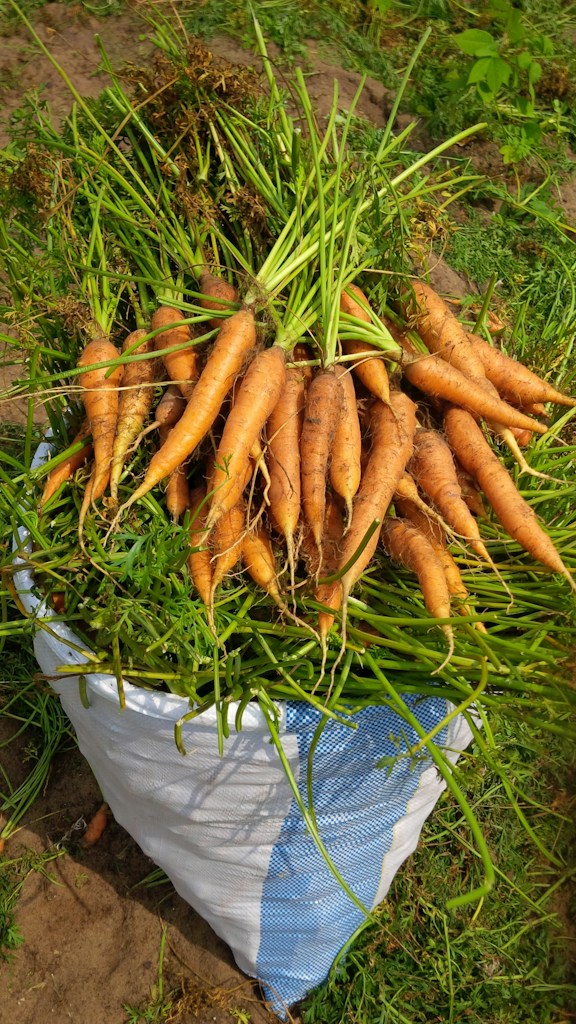Everyday Produce Mesh Sacks