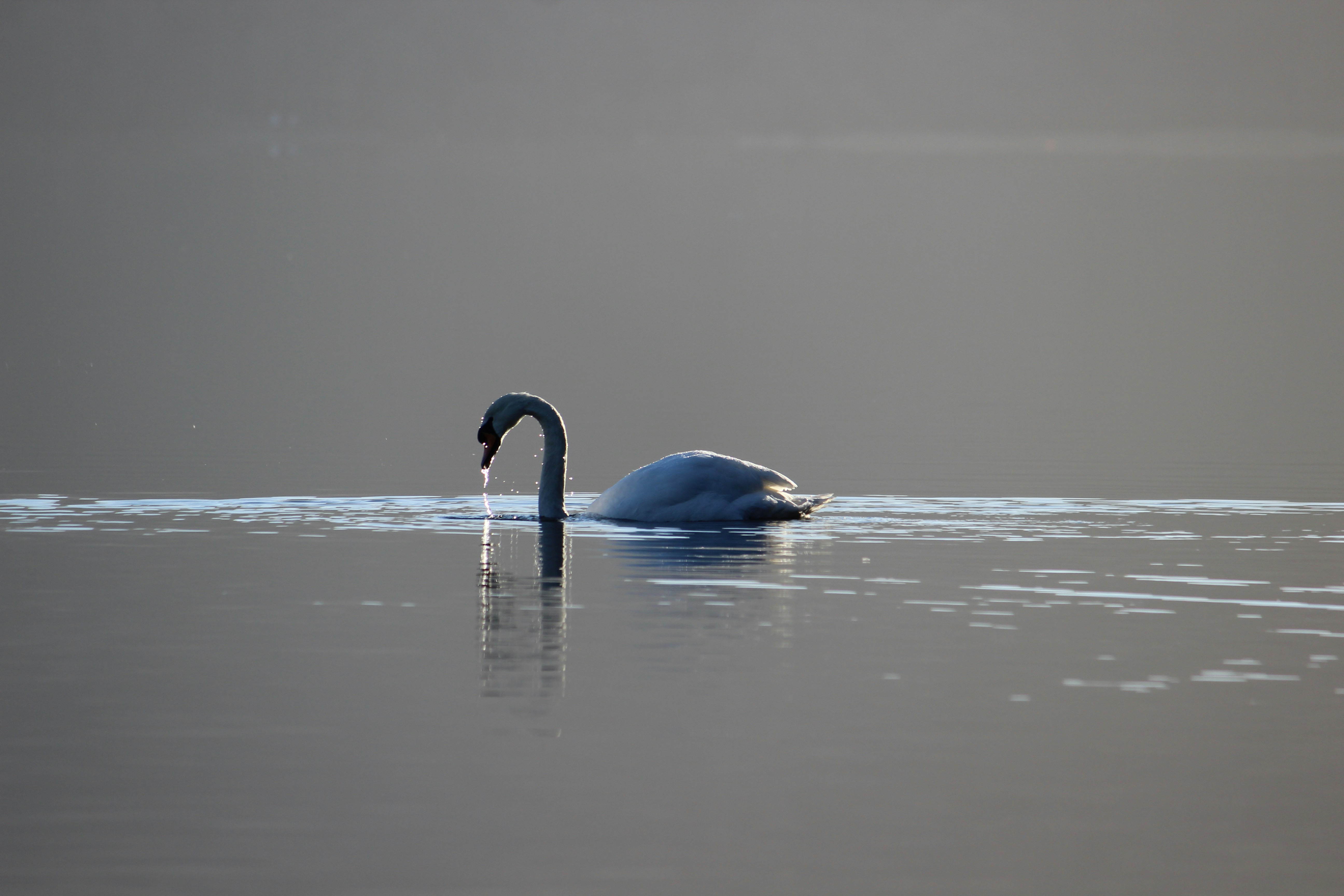 Free Unsplash photo from Rodney Hibbert