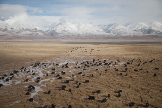 black animal in dessert under cloudy sky in Tibet China