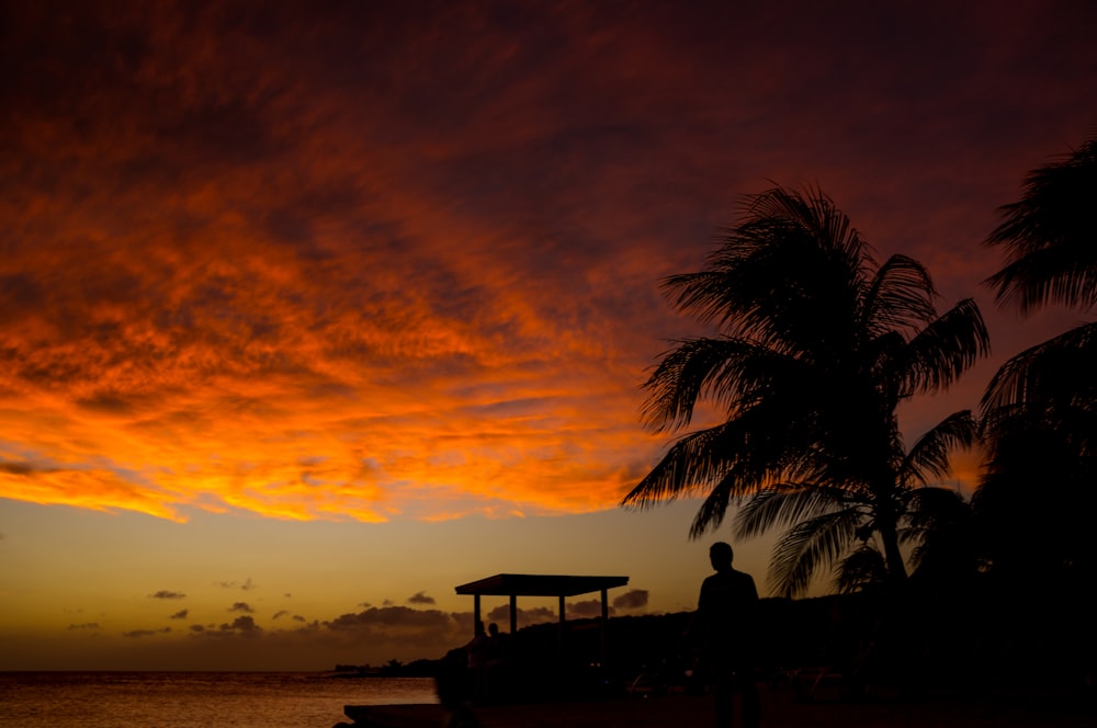 person standing near tree during sunset