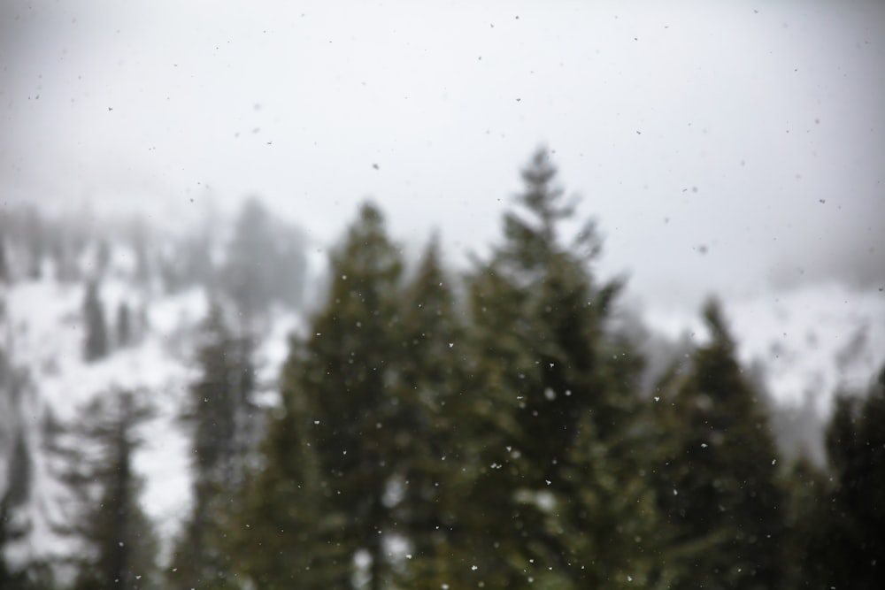 photo of palm trees with water drops