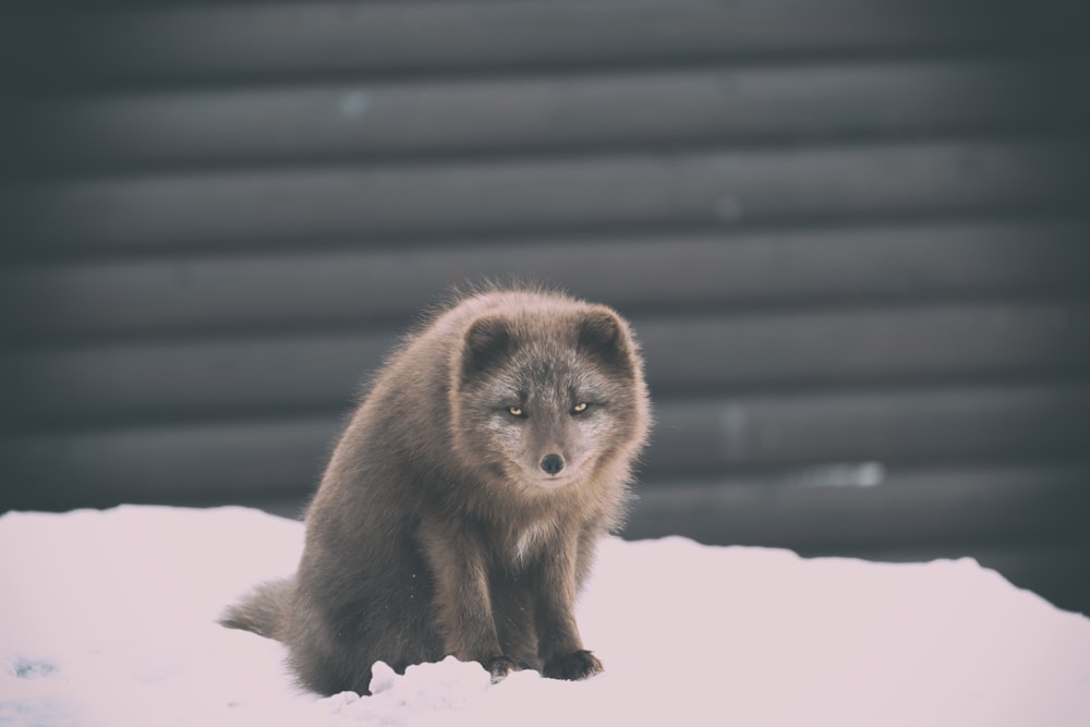 braunes Tier auf dem Schnee während der Tagesfotografie