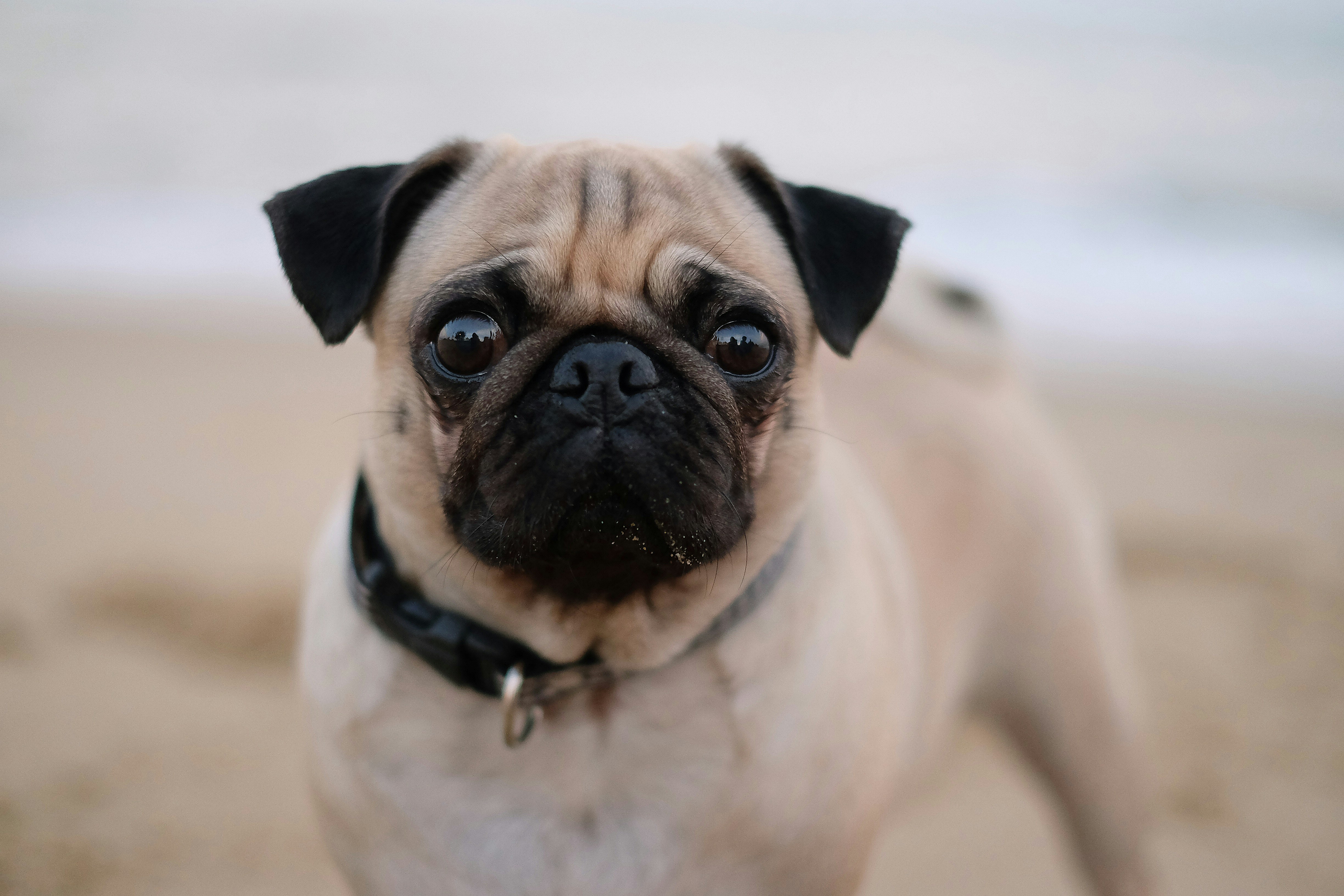 Free Unsplash photo from Mink Mingle