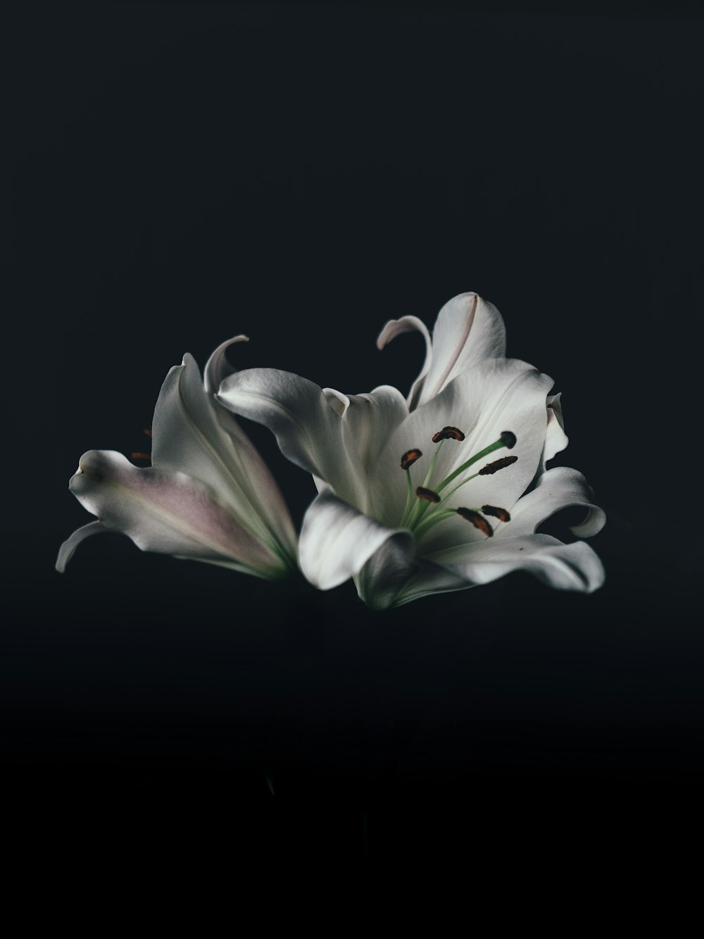 white oriental lily flower