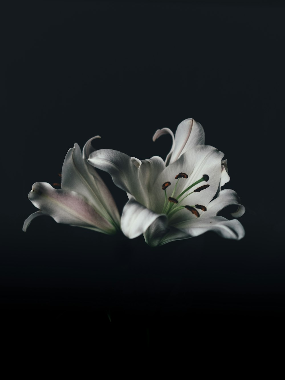 白いオリエンタルユリの花