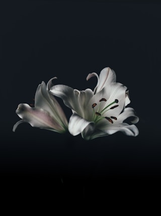 white oriental lily flower