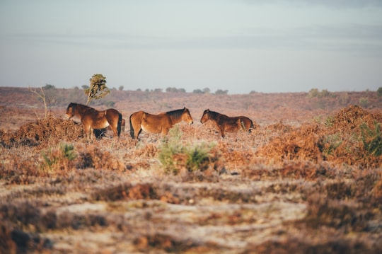 adult horses on soil field in New Forest District United Kingdom