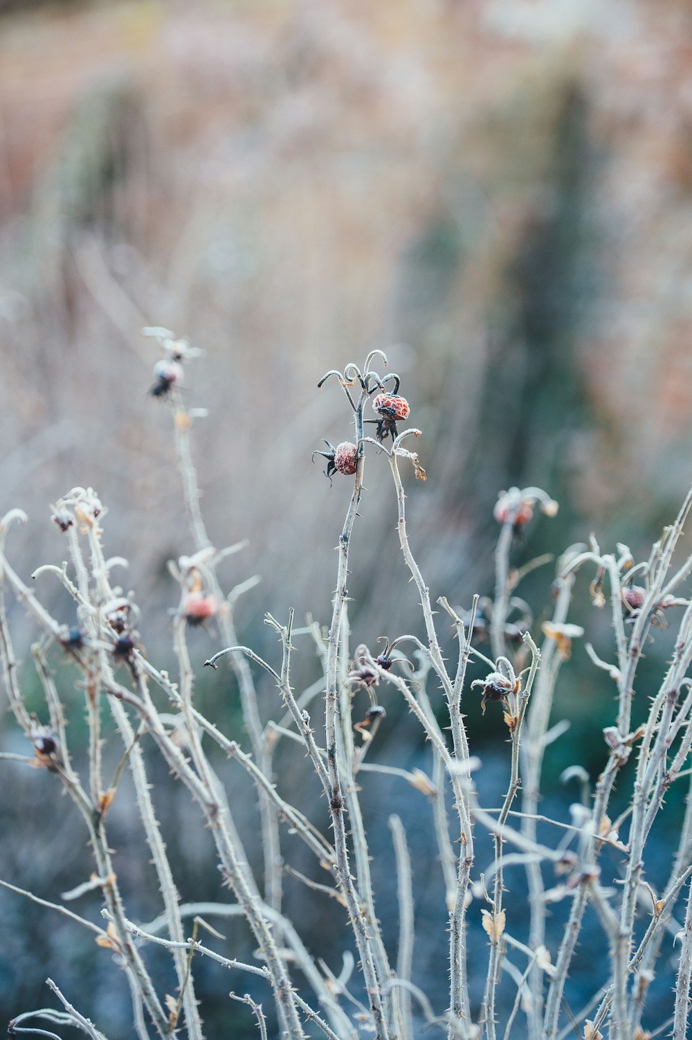 Photographie en gros plan de la plante