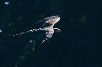 macro photography of grey and black eagle