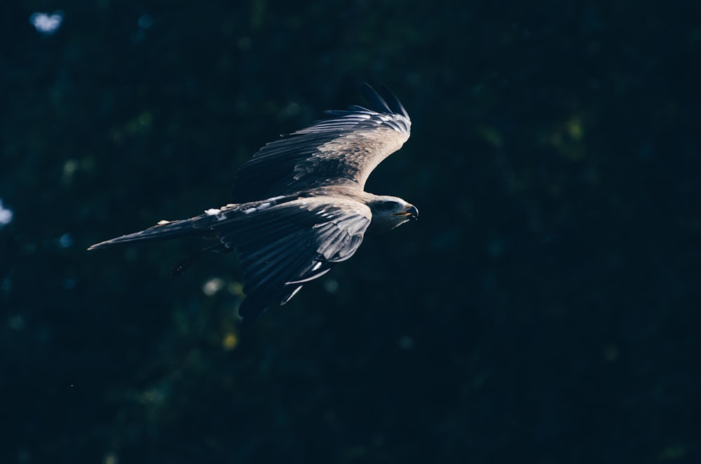 Macrophotographie d’aigle gris et noir