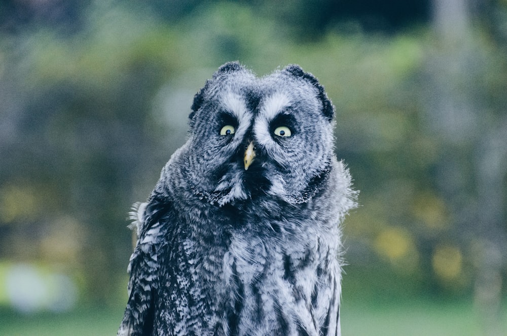 Photographie en gros plan de hibou noir et gris