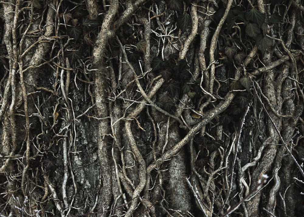raízes de árvores marrons