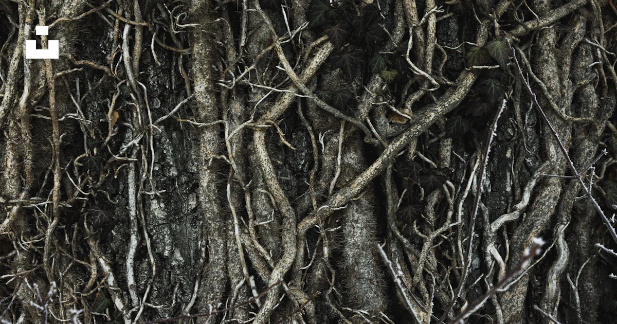 Brown tree roots photo – Free Texture Image on Unsplash
