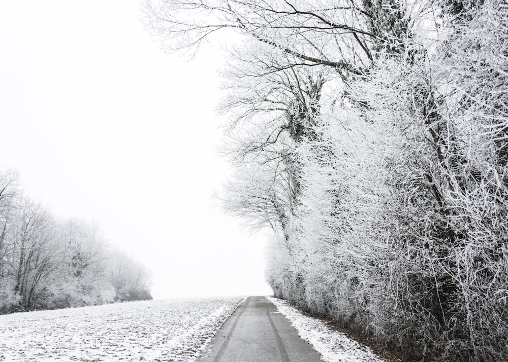 Foto in scala di grigi di alberi spogli durante l'inverno