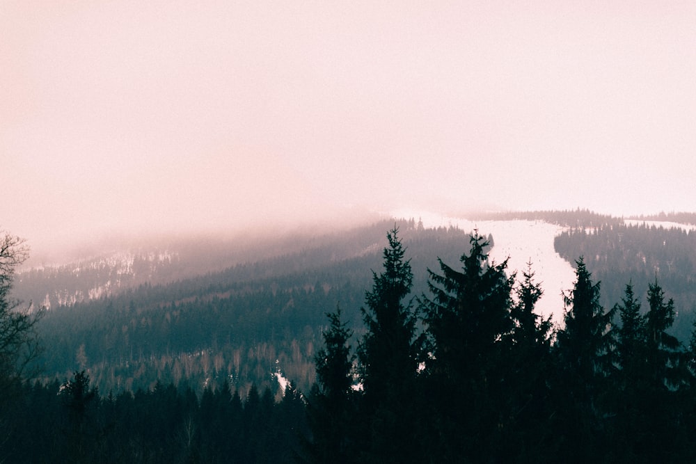 aerial photo of forest and river under cloudy sky at daytime