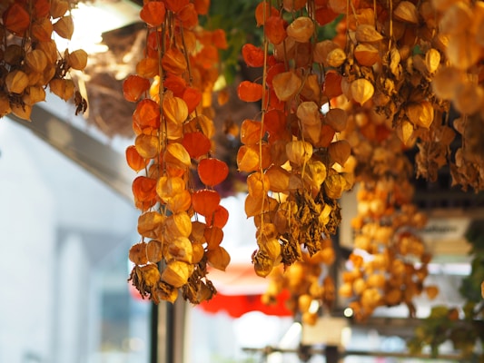 A collection of orange and yellow dried husk tomatoes hangs in a decorative display, creating a rustic and warm atmosphere. The background is softly blurred, emphasizing the vibrant colors and textures of the dried lantern-like pods.