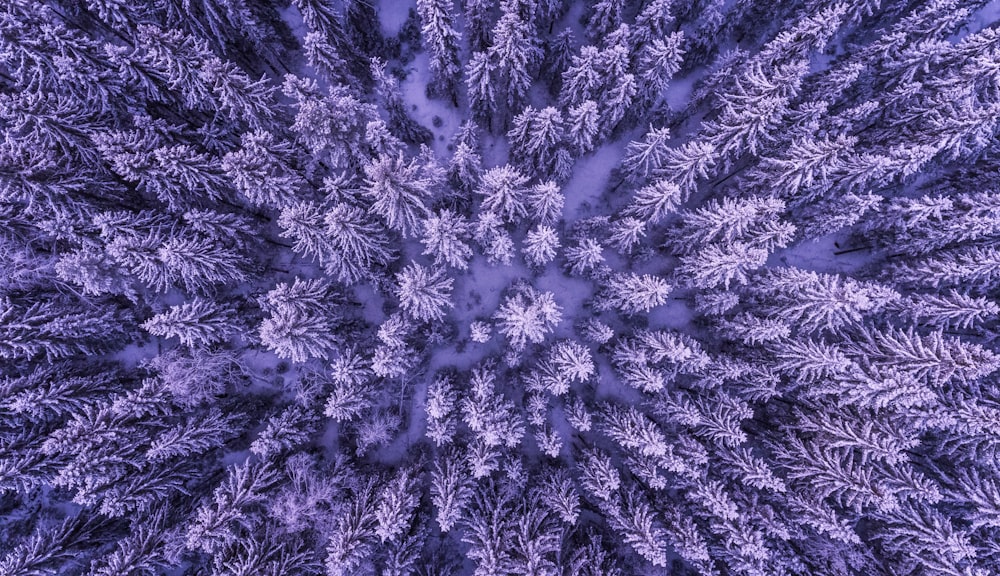 top view of forest on snow ground