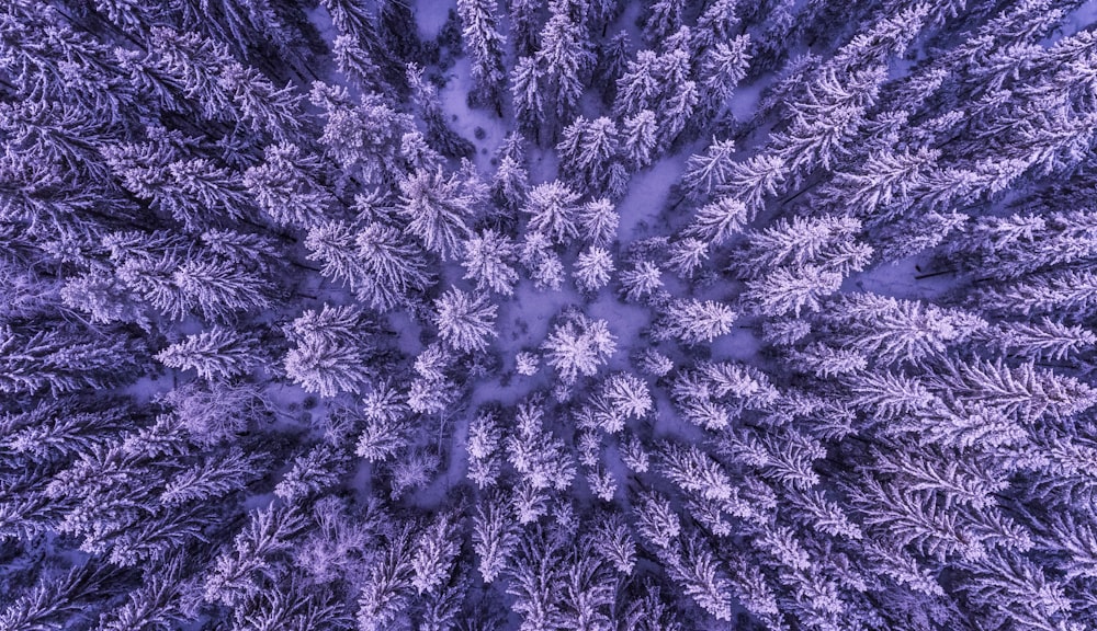 Vista dall'alto della foresta su terreno innevato