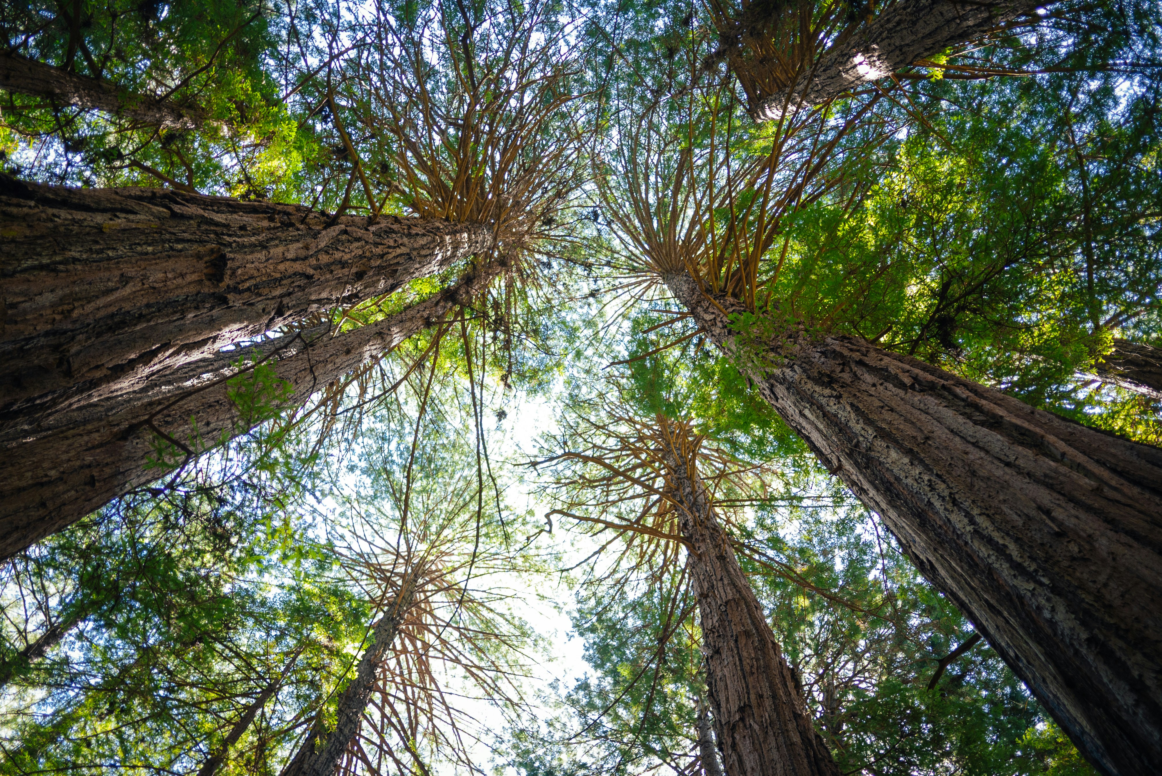 Free Unsplash photo from Nicolas Prieto