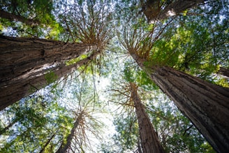 A stunning view of the Pacific coastline with lush redwoods in the background.