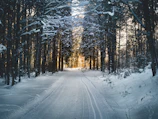snow-covered trees and road during daytime