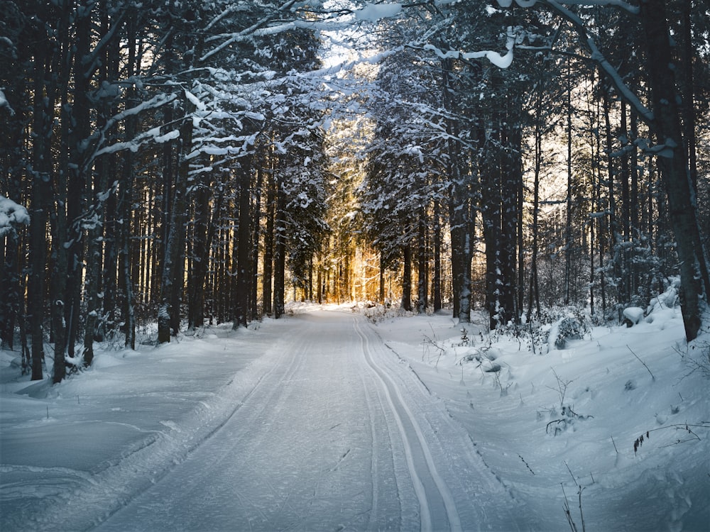 Arbres et route enneigés pendant la journée