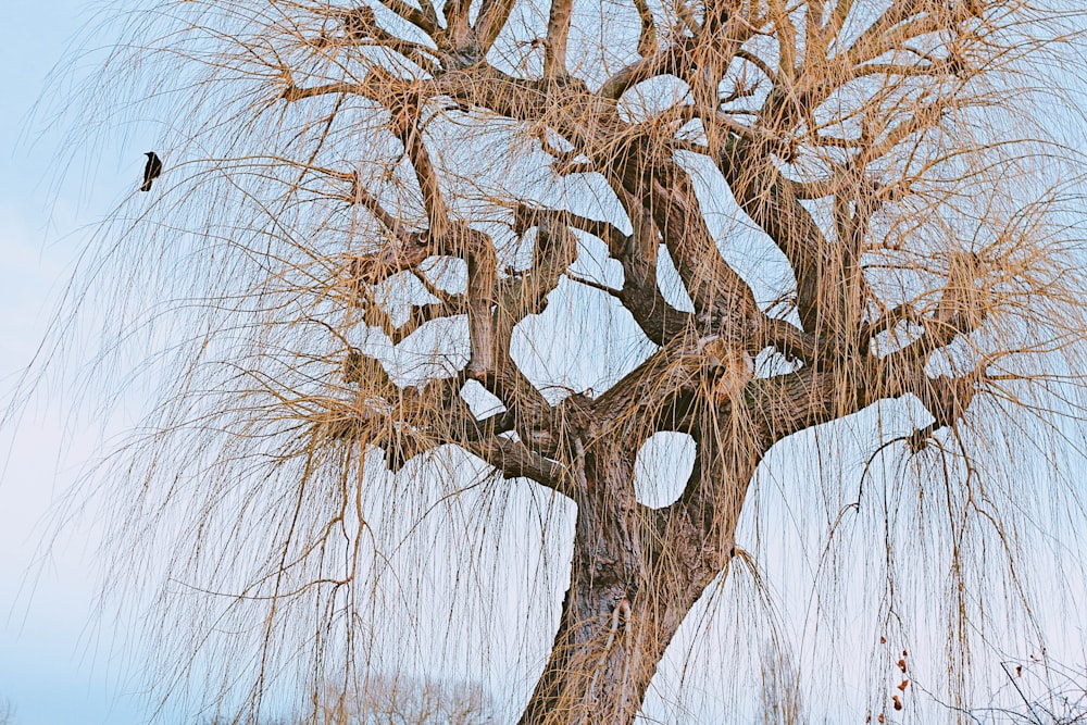 brown tree at daytime