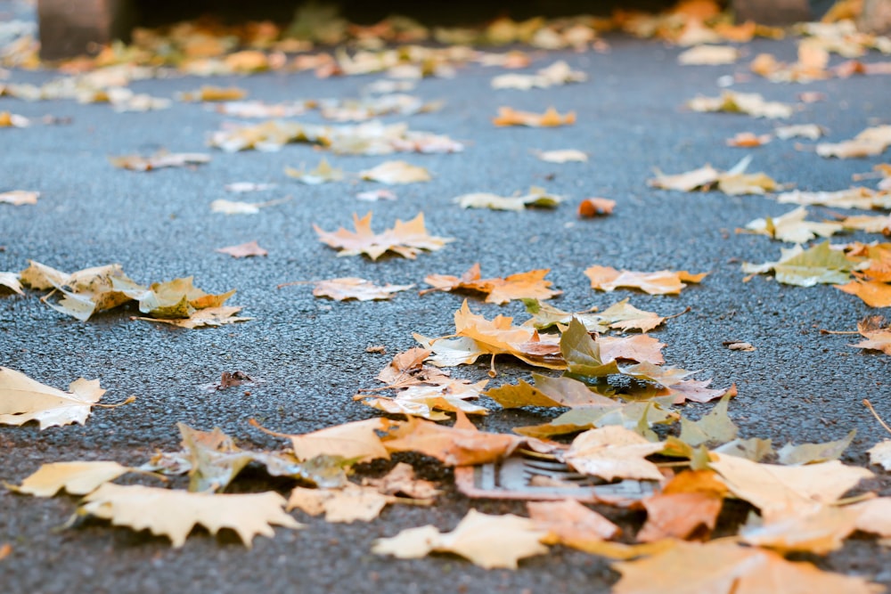 brown leaves on grey surface