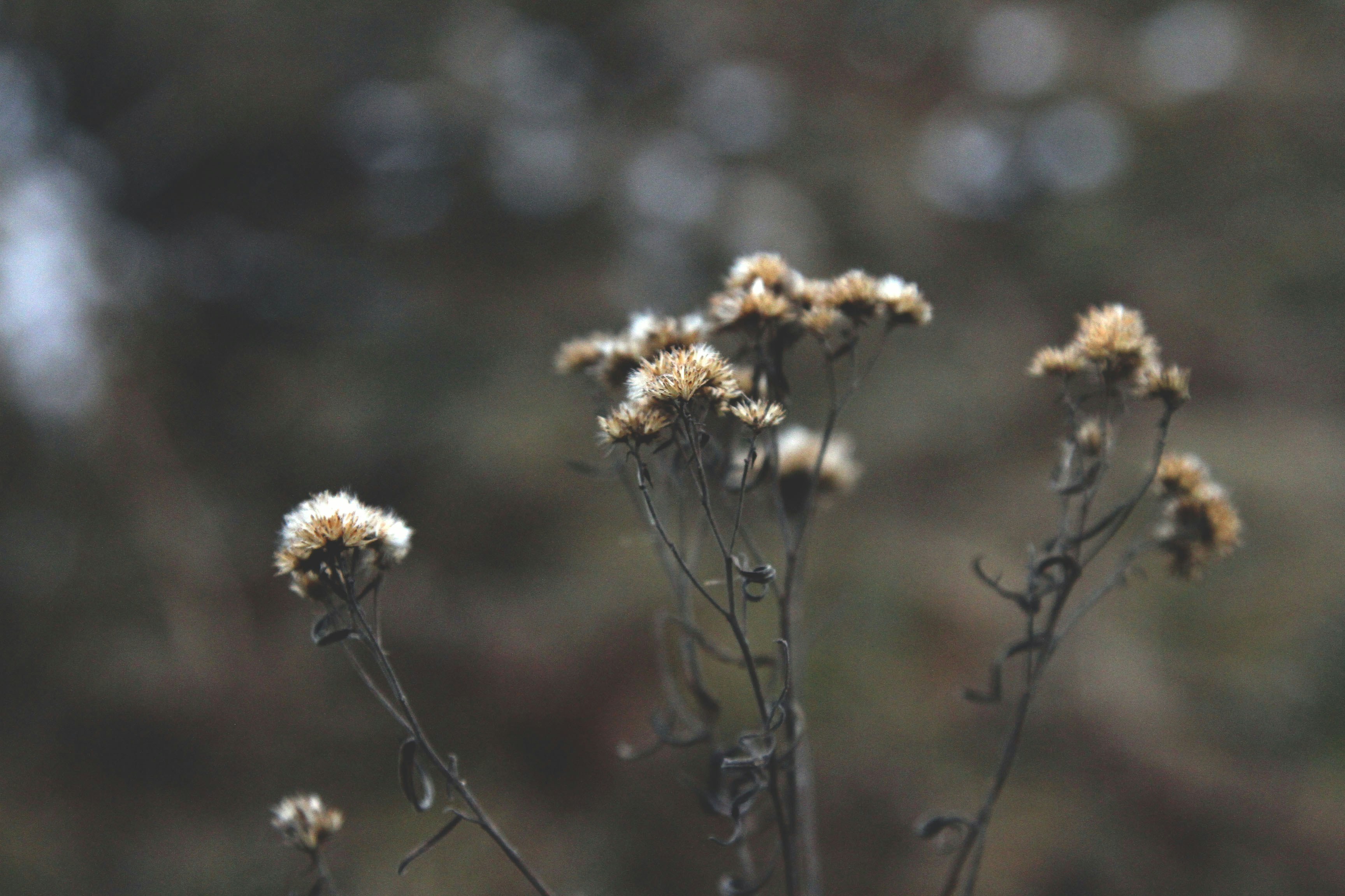 Free Unsplash photo from Mel Mars