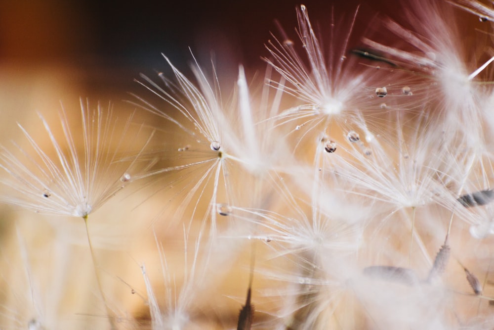 white dandelion in close up photography