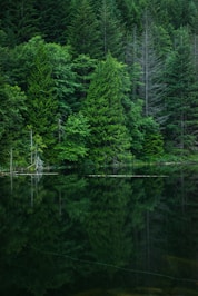 grey calm body of water near green leaf trees at daytime