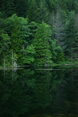 grey calm body of water near green leaf trees at daytime
