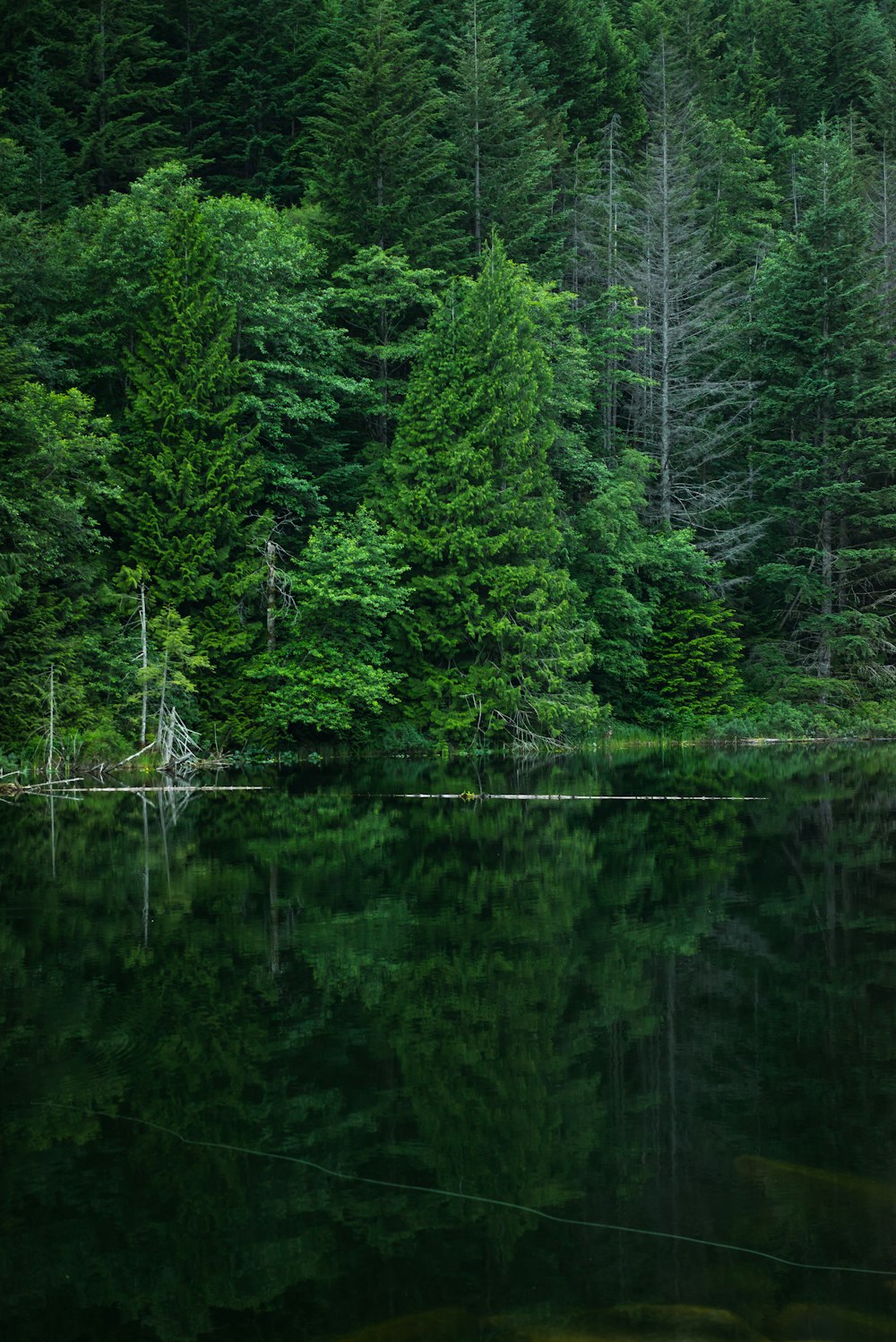 Specchio d'acqua calmo grigio vicino agli alberi verdi della foglia al giorno