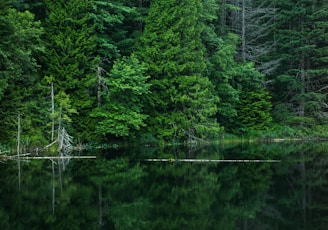 grey calm body of water near green leaf trees at daytime