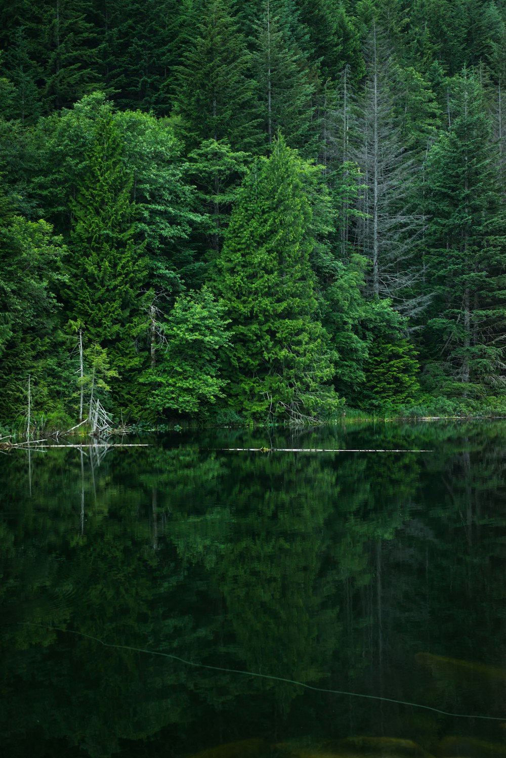 grey calm body of water near green leaf trees at daytime