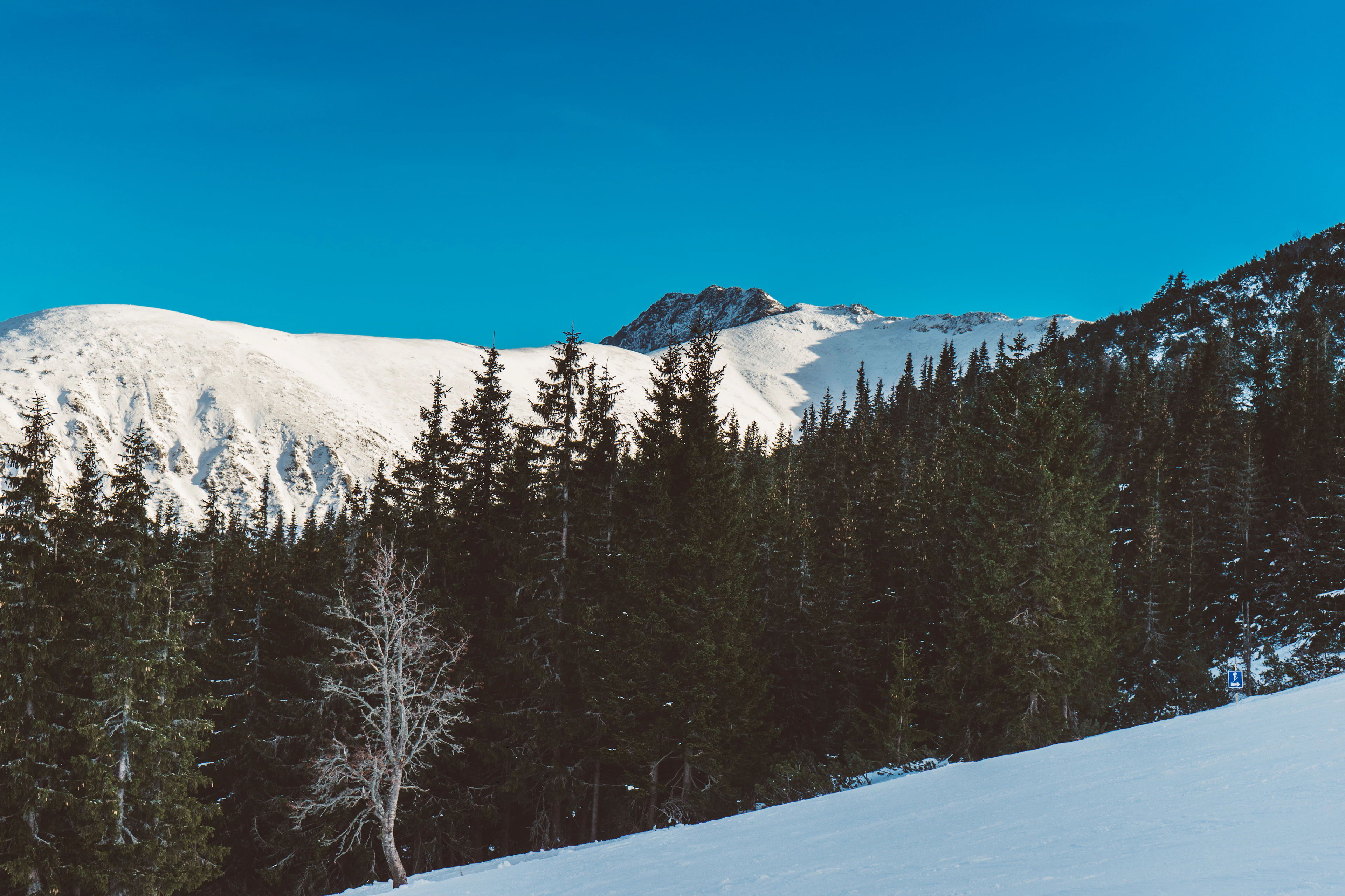 Snow-covered pines and mountains in Demänovská Dolina
