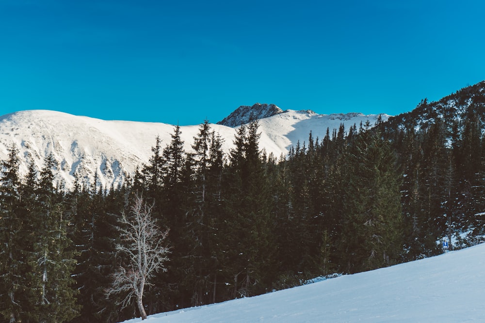 Tagsüber schneebedeckte Kiefern und Berge