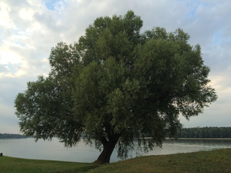 A serene depiction of a linden tree symbolizing community and peace in Slovak culture.