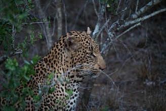 focus photography of leopard near tree