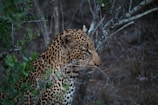 focus photography of leopard near tree