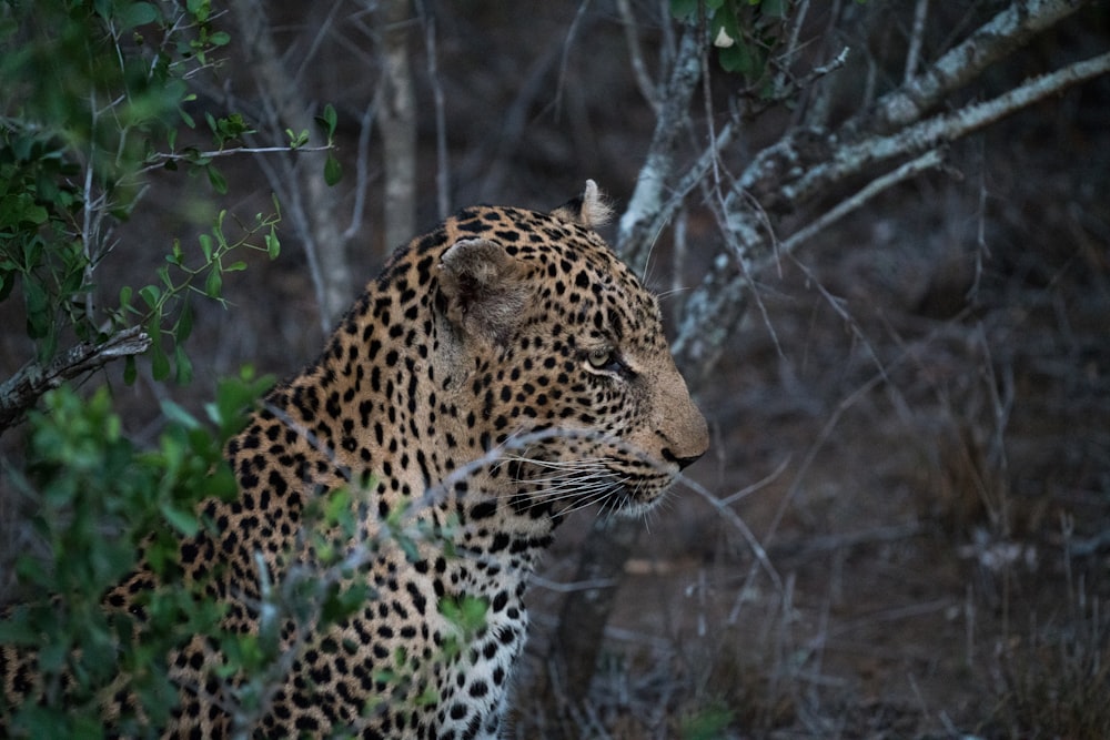 Fotografía de enfoque de leopardo cerca de un árbol