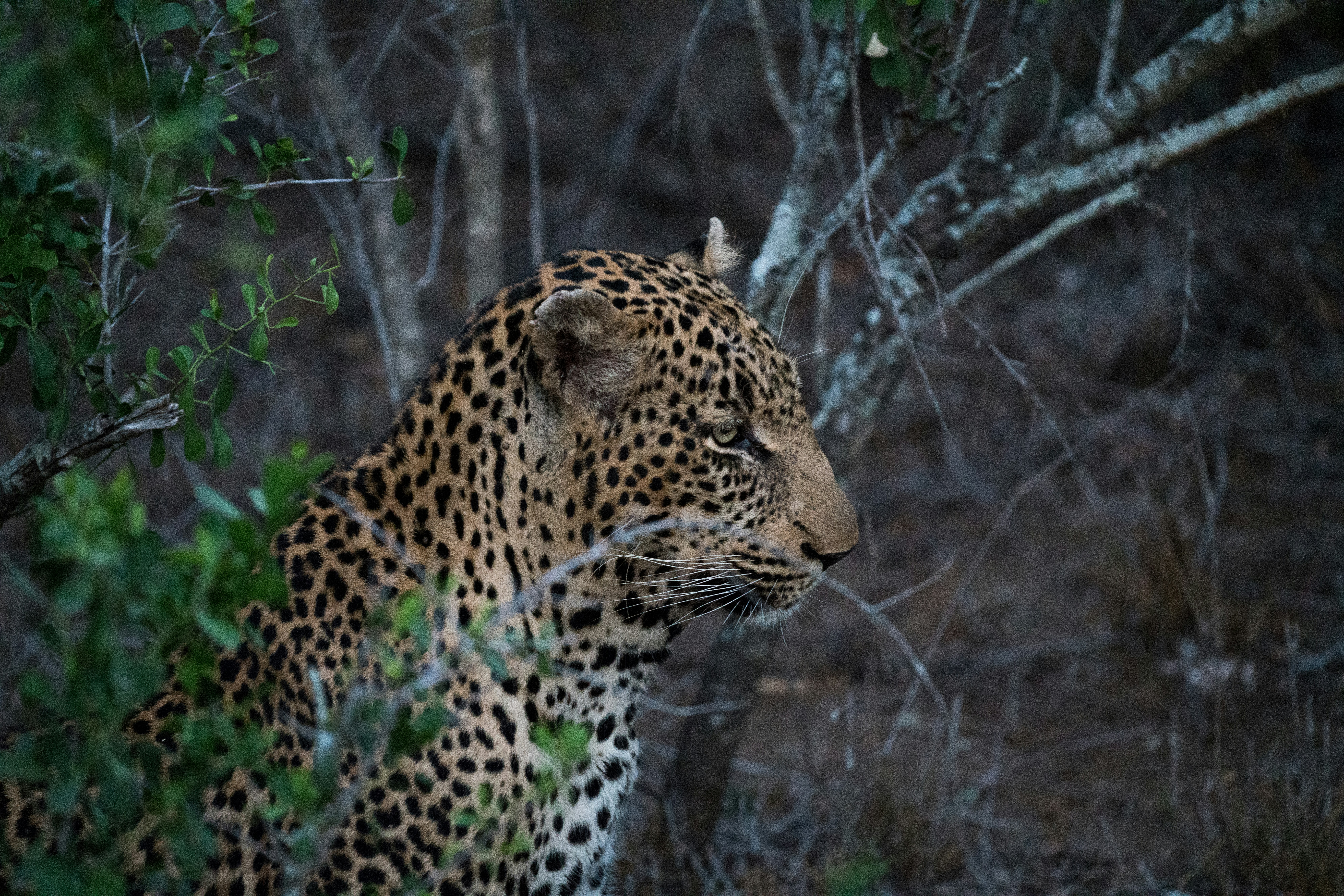 Just before night fall we came across this Leopard tucked away in a small clearing of bushes. It sat momentarily even with our arrival and didn’t move until it got up to walk away.