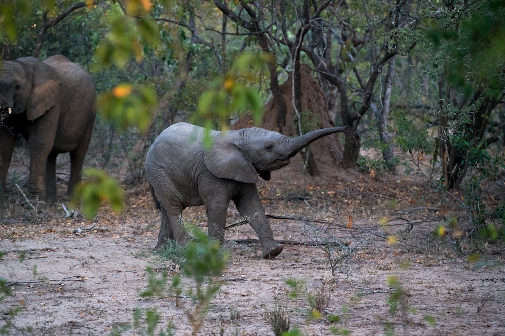Jeune éléphant noir marchant à côté des arbres