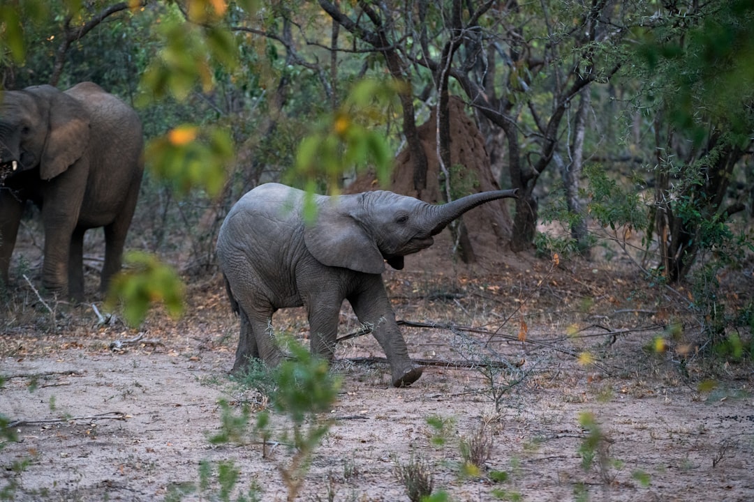 black young elephant walking beside the trees, Baby elephant playing
