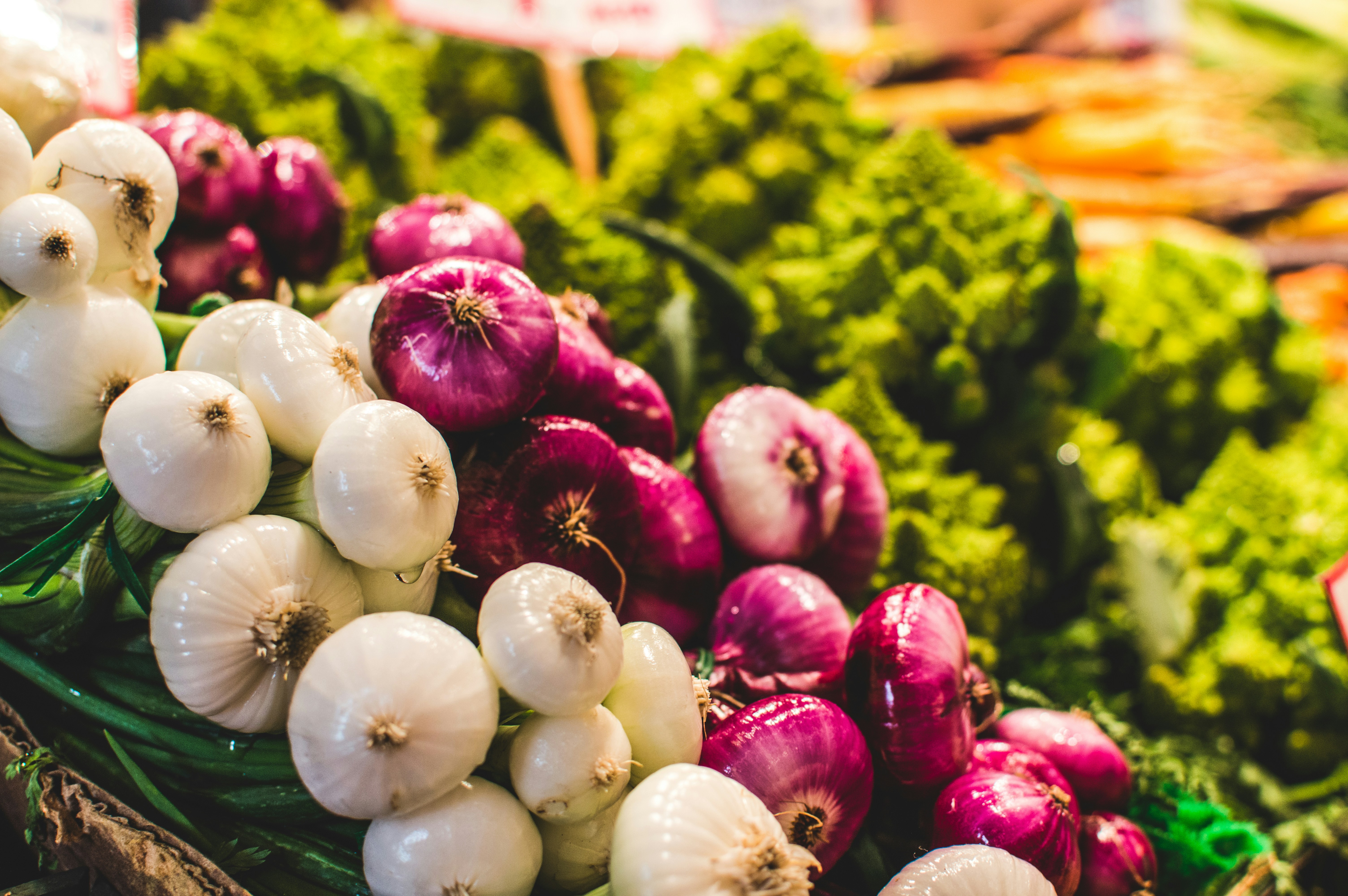 Луковые овощи фото Средство борьбы со всеми почвообитающими вредителями Почин Зеленая аптека садово