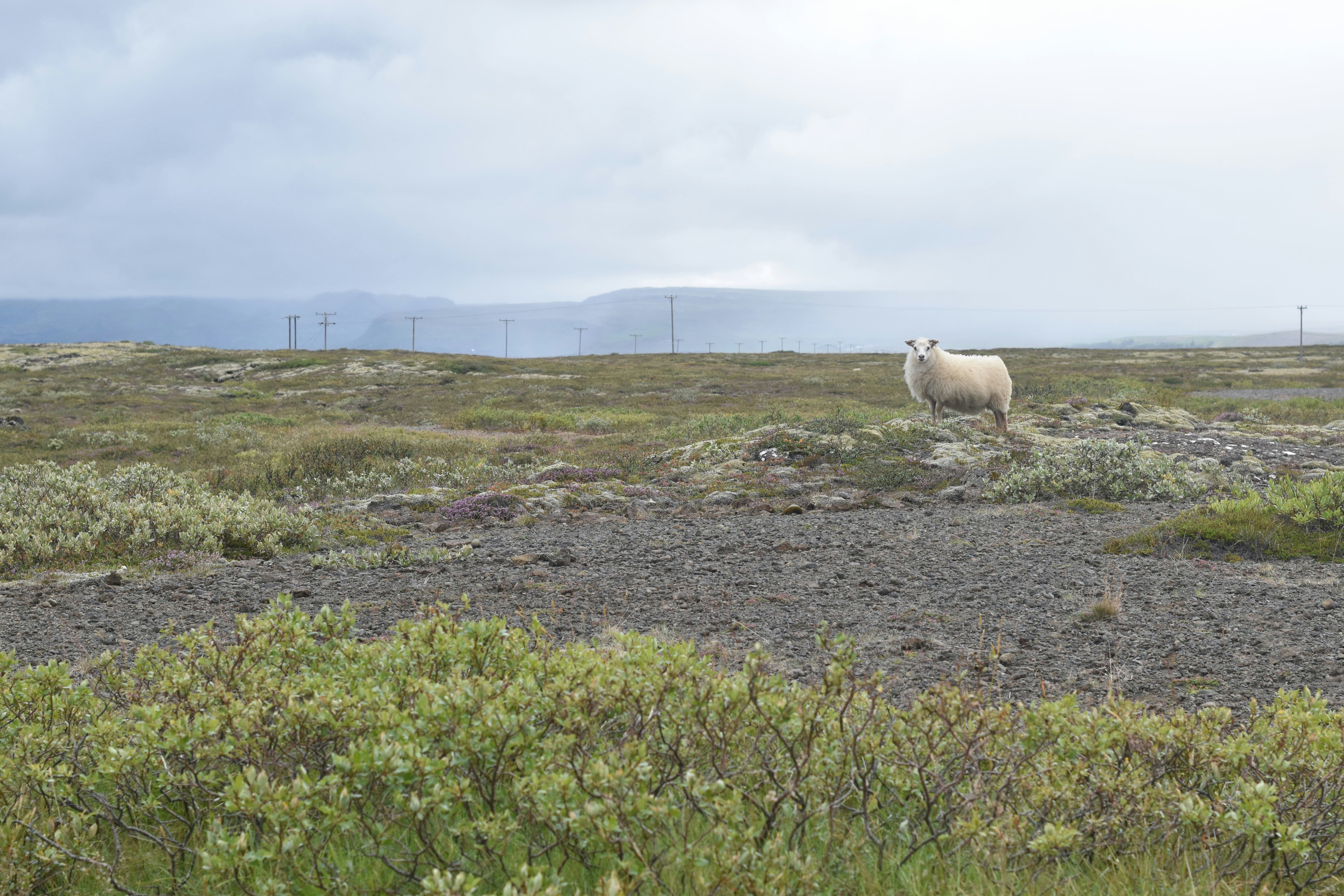 Free Unsplash photo from Emma Harris